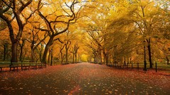 Landscapes nature Trees yellow autumn orange Parks path new 