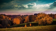 Landscapes nature Trees yellow autumn sunlight
