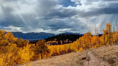 Landscapes nature Trees yellow clouds
