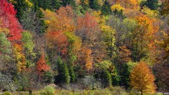 Landscapes nature Trees yellow red autumn Green fork colors 