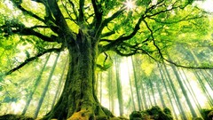 Landscapes nature Trees yellow sun Green France moss forests 