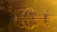 Landscapes nature Trees yellow water young ripples