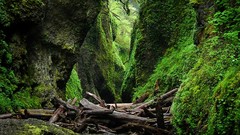 Landscapes nature trunks Green moss Plants brown canyon Oregon 