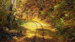 Landscapes nature turn Wood leaf railway