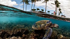 Landscapes nature turtles palm