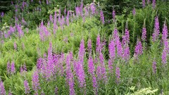 Landscapes nature USA