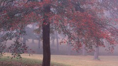 Landscapes nature USA