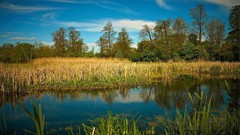 Landscapes nature vegetation Wood