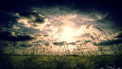 Landscapes nature vintage cornfield cross process