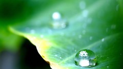 Landscapes nature water drops