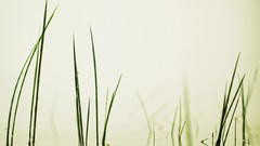 Landscapes nature water Green away