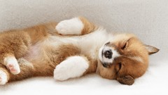 Landscapes nature welsh corgi