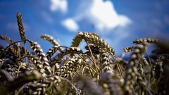 Landscapes nature wheat