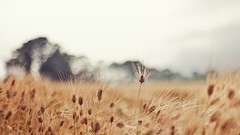 Landscapes nature wheat ears