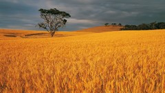 Landscapes nature wheat fields
