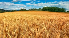 Landscapes nature wheat fields