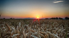 Landscapes nature wheat fields sundawn
