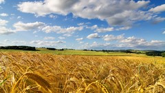 Landscapes nature wheat skies
