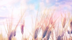 Landscapes nature wheat spring fields