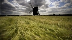 Landscapes nature wheat windmills fields