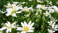 Landscapes nature white flowers