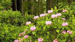 Landscapes nature Wild Washington forests National