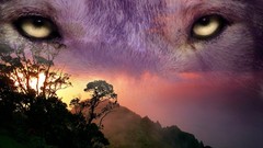 Landscapes nature Wild Wolves