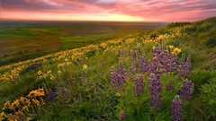 Landscapes nature Wildflowers