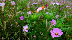 Landscapes nature Wildflowers