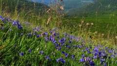 Landscapes nature Wildflowers