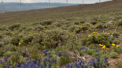 Landscapes nature windmills