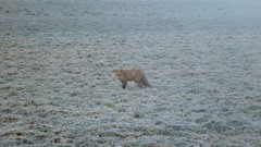 Landscapes nature winter Animals white fields foxes