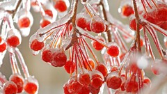 Landscapes nature winter cold ice Berries