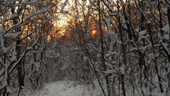 Landscapes nature winter evening