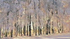 Landscapes nature winter forests