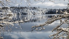 Landscapes nature winter forests snowy trees