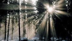Landscapes nature winter germany mist