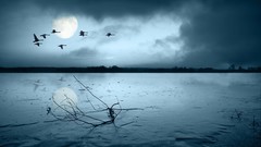 Landscapes nature winter ice flock Swans