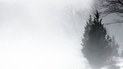 Landscapes nature winter monochrome mist