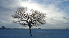 Landscapes nature winter snow