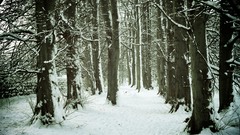 Landscapes nature winter snow