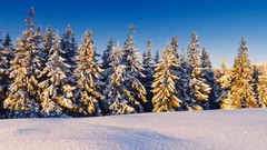 Landscapes nature winter snow
