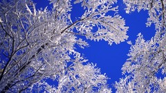 Landscapes nature winter snow