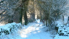 Landscapes nature winter snow