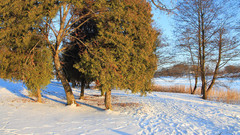 Landscapes nature winter snow