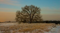 Landscapes nature winter Trees