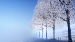 Landscapes nature winter Trees