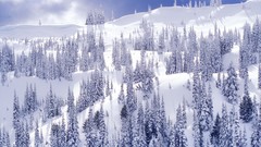 Landscapes nature winter white hurricane Washington national 