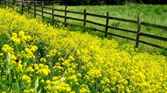 Landscapes nature Wooden fence fences yellow flowers