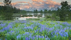 Landscapes nature Wyoming national park Wildflowers grand teton 